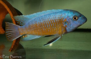 Labeotropheus fuelleborni 'Katale Island'